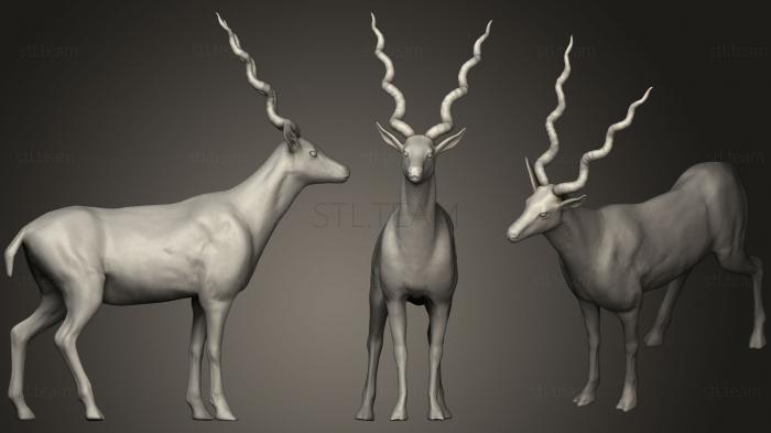 3D model Antilope (STL)